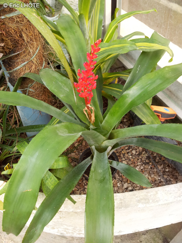 Bromeliaceae - Guzmania sp. - Guzmania
